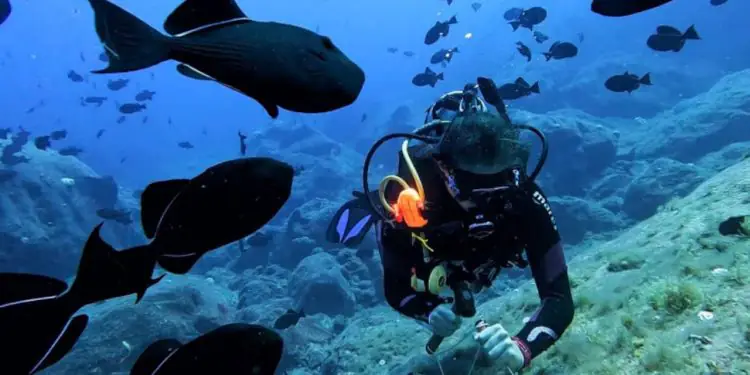 Expedição revela biodiversidade marinha inédita em montes submarinos no ES 1 Expedição revela biodiversidade marinha inédita em montes submarinos no ES