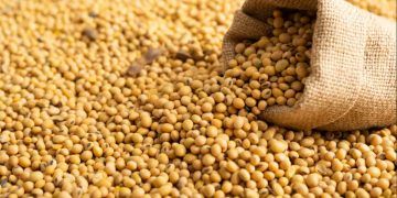 Exportações de soja impulsionam alta dos fretes em meio a chuvas e pressão logística