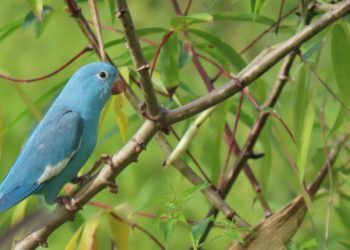 Genetica rara e identificada em ave silvestre no Tocantins
