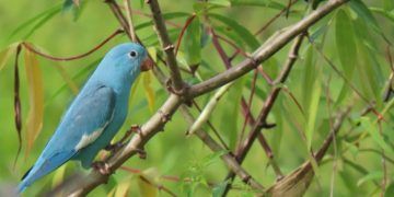 Genética rara é identificada em ave silvestre no Tocantins