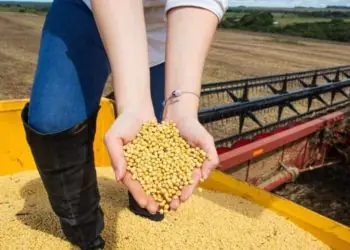Goiás amplia produção agrícola e mantém força da pecuária no campo