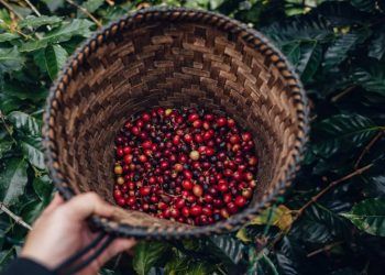 Levantamento da safra de café 2026 avança com pesquisa em dez estados brasileiros