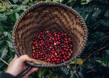 Levantamento da safra de café 2026 avança com pesquisa em dez estados brasileiros 8 Levantamento da safra de café 2026 avança com pesquisa em dez estados brasileiros