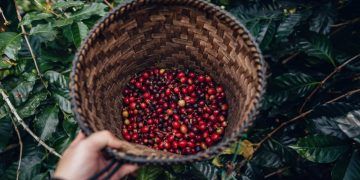 Levantamento da safra de café 2026 avança com pesquisa em dez estados brasileiros