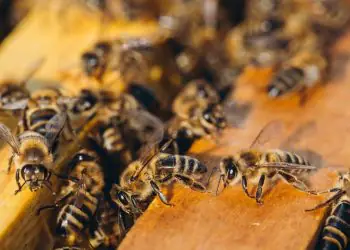 Manejo de baixo custo criado no Amapá reduz perdas e aumenta produtividade de abelhas