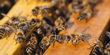 Manejo de baixo custo criado no Amapá reduz perdas e aumenta produtividade de abelhas