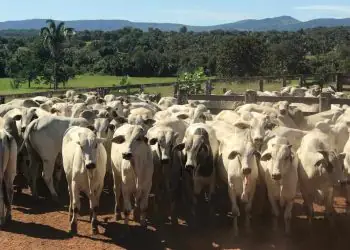 Medidas sanitárias reforçam prevenção de brucelose e tuberculose bovina