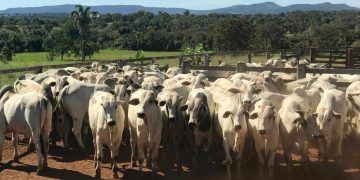 Medidas sanitárias reforçam prevenção de brucelose e tuberculose bovina