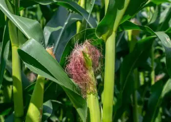 Milho segunda safra avança sob clima irregular e eleva risco produtivo no Centro-Oeste