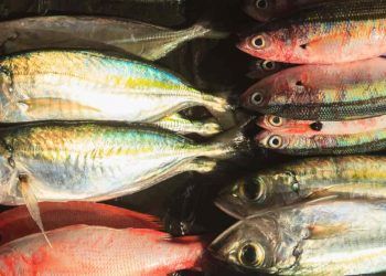 Nova regra redefine controle sobre origem do pescado no Brasil