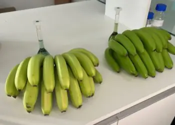 Nova variedade de banana é registrada pelo Mapa em Santa Catarina