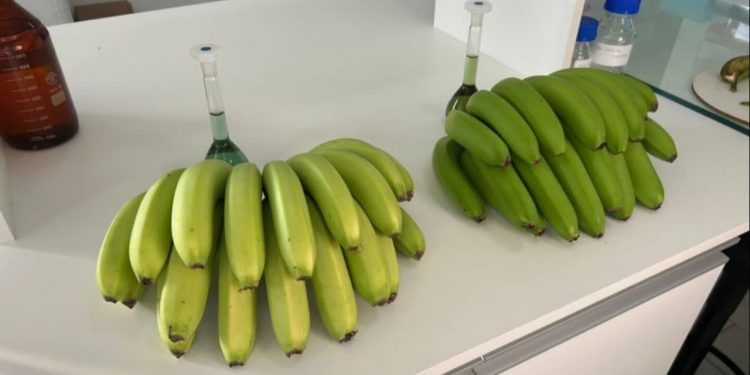 Nova variedade de banana é registrada pelo Mapa em Santa Catarina 1 Nova variedade de banana é registrada pelo Mapa em Santa Catarina