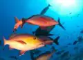 Pargo passa a ser considerado espécie em perigo e reforça alerta sobre pesca e conservação