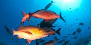 Pargo passa a ser considerado espécie em perigo e reforça alerta sobre pesca e conservação