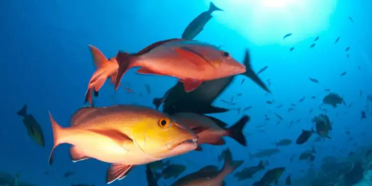 Pargo passa a ser considerado espécie em perigo e reforça alerta sobre pesca e conservação 1 Pargo passa a ser considerado espécie em perigo e reforça alerta sobre pesca e conservação
