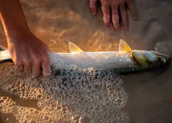 Pesca da tainha 2026 começa com aumento de cota e novas regras
