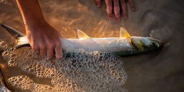 Pesca da tainha 2026 começa com aumento de cota e novas regras