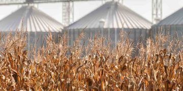 Plataforma Socioambiental amplia controle sobre impactos de commodities no Brasil