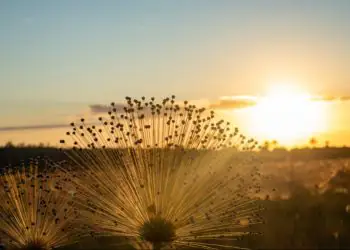 Prazo do PSA Cerrado em Pé é prorrogado e amplia adesão de produtores em Goiás