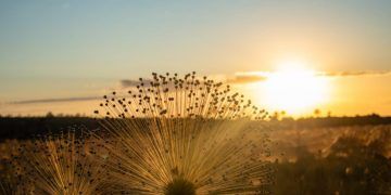 Prazo do PSA Cerrado em Pé é prorrogado e amplia adesão de produtores em Goiás