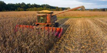 Produção brasileira de grãos pode alcançar 356,3 milhões de toneladas na safra 25/26