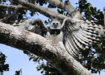 Registro do maior gavião das Américas marca avanço ambiental na Bahia