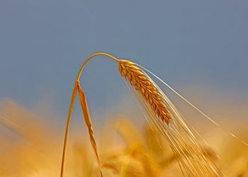 Russia retoma imposto sobre exportacao de cevada apos quase um ano