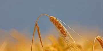 Rússia retoma imposto sobre exportação de cevada após quase um ano