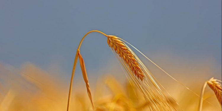 Rússia retoma imposto sobre exportação de cevada após quase um ano 1 Rússia retoma imposto sobre exportação de cevada após quase um ano