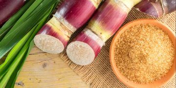 Safra de cana-de-açúcar deve crescer e alcançar 709 milhões de toneladas em 26/27