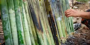 Safra de cana-de-açúcar soma 673,2 milhões de toneladas no ciclo 25/26