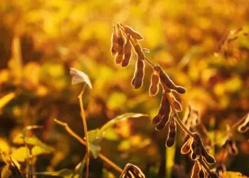 Safra de soja 2025/26 pode atingir maior volume da história em Mato Grosso 5 Safra de soja 2025/26 pode atingir maior volume da história em Mato Grosso