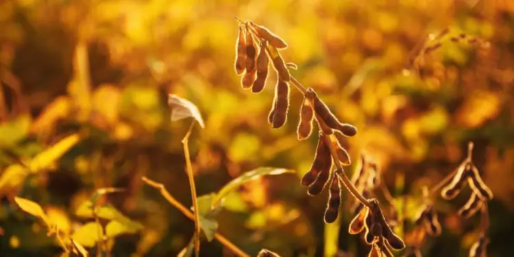 Safra de soja 2025/26 pode atingir maior volume da história em Mato Grosso 1 Safra de soja 2025/26 pode atingir maior volume da história em Mato Grosso