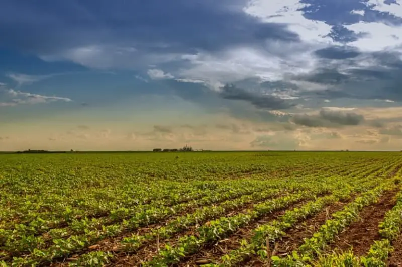 Agropecuaria em Goiás