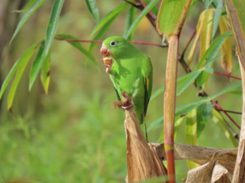 Genética rara é identificada em ave silvestre no Tocantins 2 Ave-rara