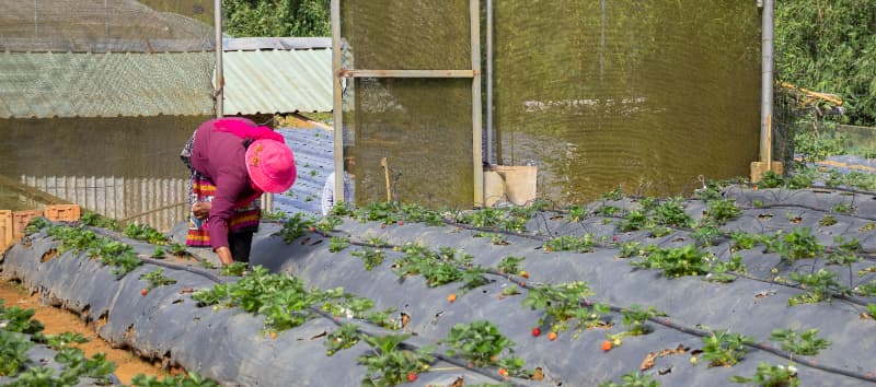 Criação do Sistema Nacional de Certificação Fitossanitária moderniza controle no agro 3 Barreiras sanitárias no agro