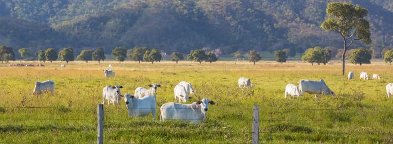 Bovinocultura em Goiás