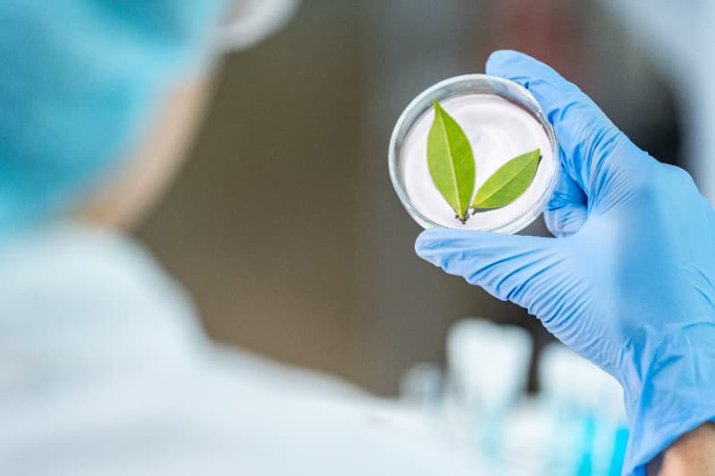 Criação do Sistema Nacional de Certificação Fitossanitária moderniza controle no agro 2 Certificação fitossanitária