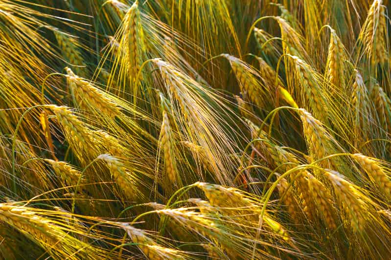 Rússia retoma imposto sobre exportação de cevada após quase um ano 3 Cevada
