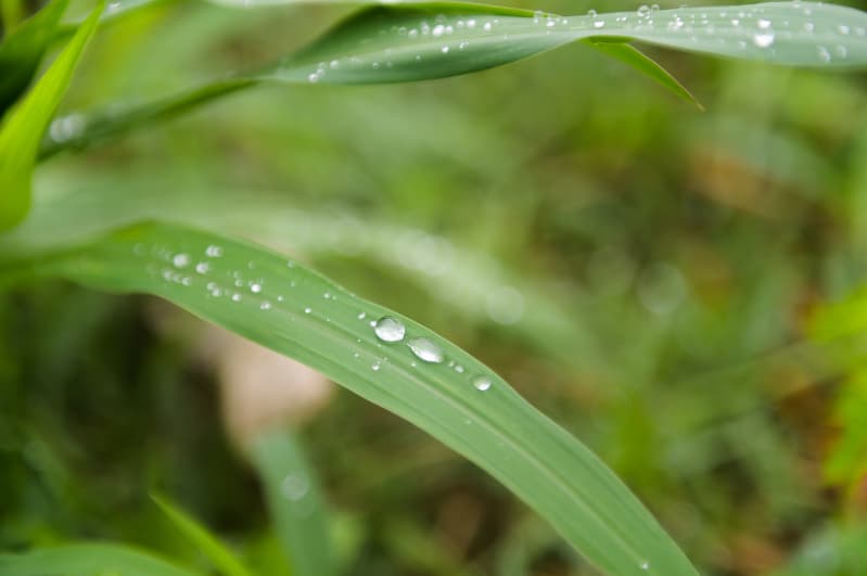 Chuva na plantação de milho