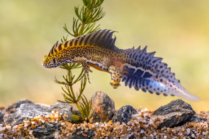 Espécies em extinção