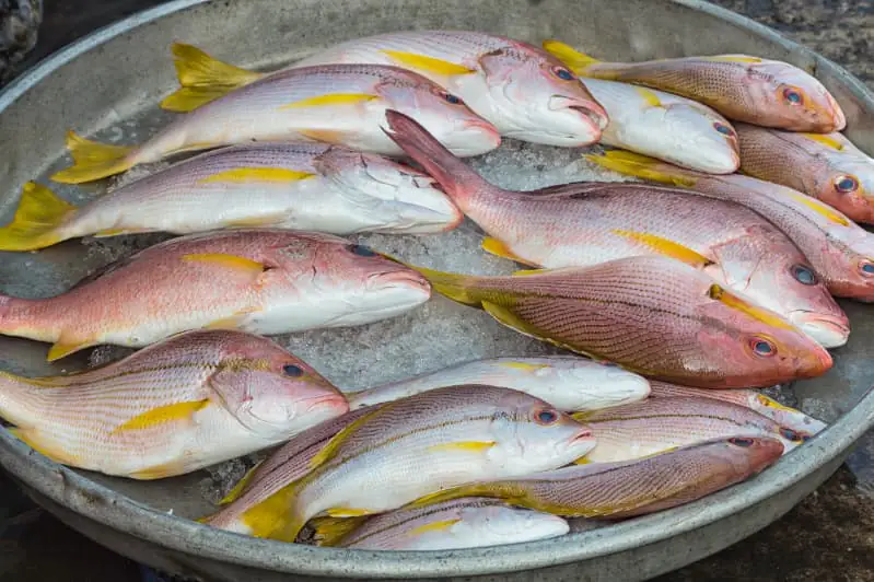 Pargo passa a ser considerado espécie em perigo e reforça alerta sobre pesca e conservação 3 Extinção do pargo