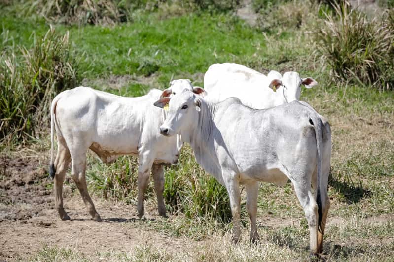 Surto de febre aftosa com nova cepa preocupa pecuária na China 3 Febre aftosa