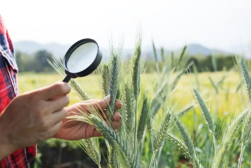 Fiscalização agropecuária