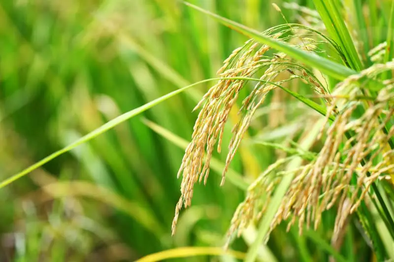 Leilão de arroz