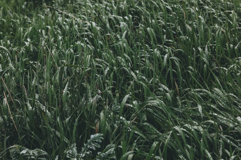 Milho na segunda safra