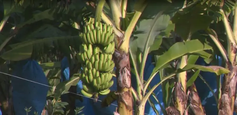 Nova variedade de banana