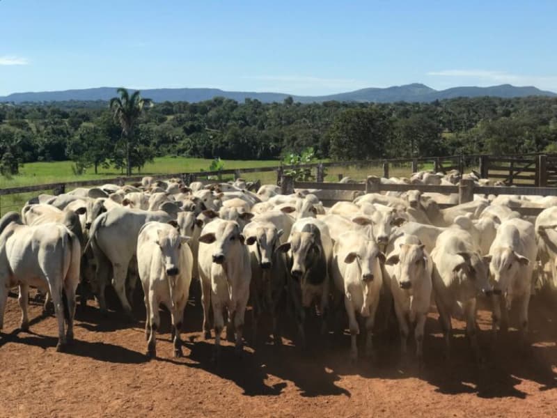 Pecuária em Goiás