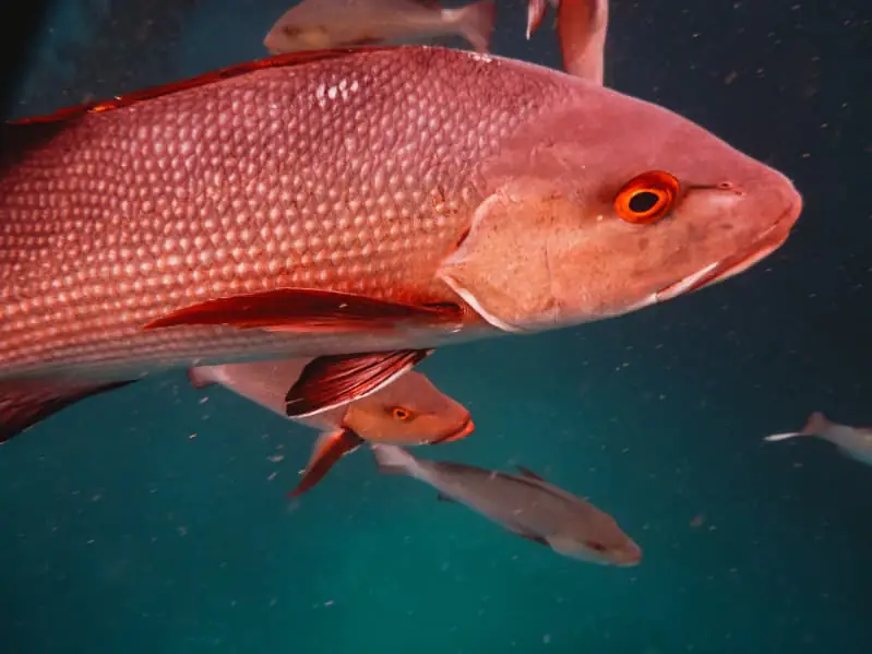 Pargo passa a ser considerado espécie em perigo e reforça alerta sobre pesca e conservação 2 Peixe pargo