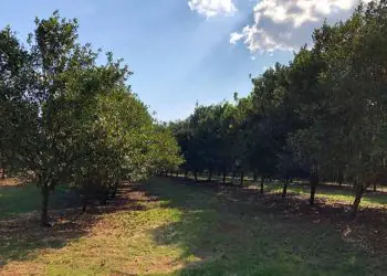 Bactérias naturais da macadâmia mostram potencial no combate a doenças da cultura